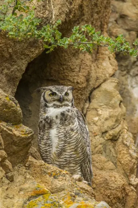 Framed Print : USA, Colorado, Larimer County. Great horned owl on rocky ledge