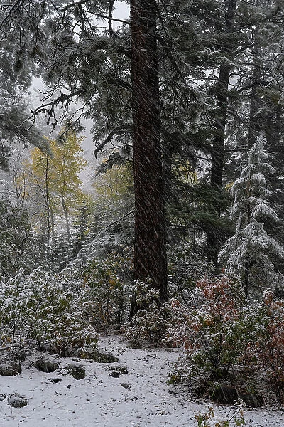 USA, Colorado. Late autumn snowfall, Gunnison National Forest
