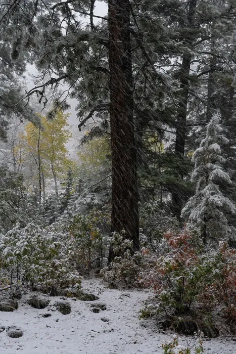 Framed Print : USA, Colorado. Late autumn snowfall, Gunnison National Forest Framed Print : USA, Colorado. Late autumn snowfall, Gunnison National Forest