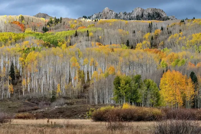 Framed Print : USA, Colorado. Light dappled Aspen forests, Kebler Pass, Gunnison National Forest Framed Print : USA, Colorado. Light dappled Aspen forests, Kebler Pass, Gunnison National Forest