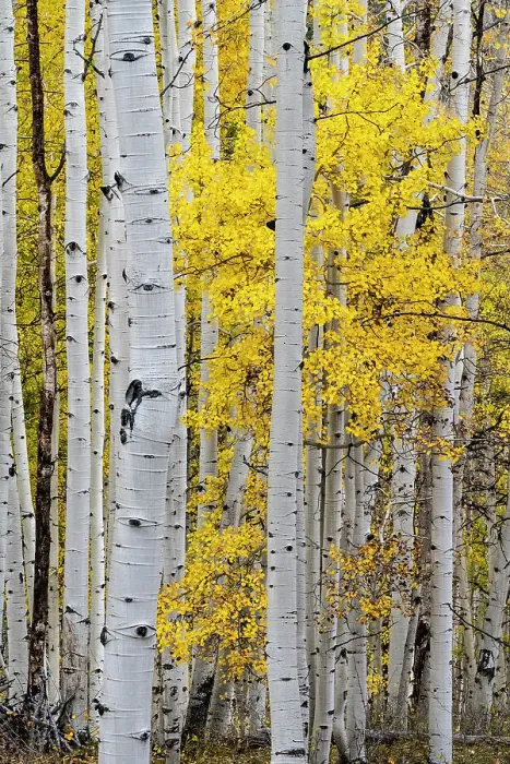 Framed Print : USA, Colorado. Light dappled Aspen forests, Kebler Pass, Gunnison National Forest