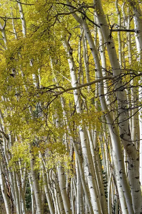 Framed Print : USA, Colorado. Light dappled Aspen forests, Kebler Pass, Gunnison National Forest Framed Print : USA, Colorado. Light dappled Aspen forests, Kebler Pass, Gunnison National Forest