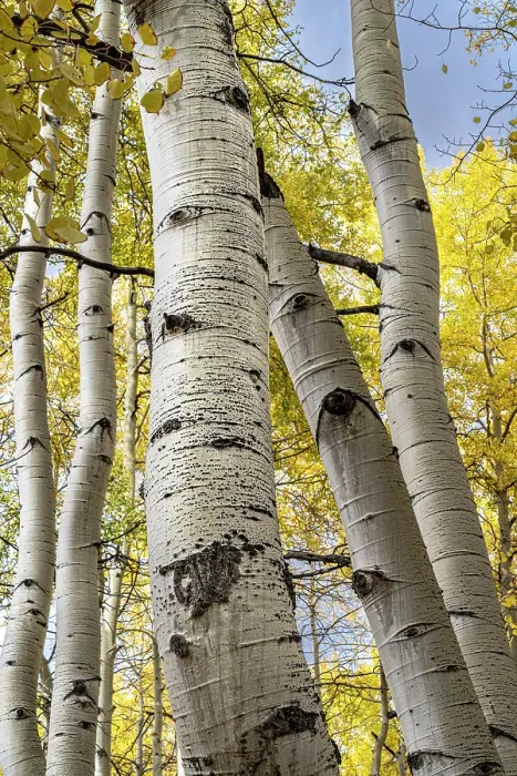 Framed Print : USA, Colorado. Light dappled Aspen forests, Kebler Pass, Gunnison National Forest