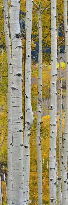 Framed Print : USA, Colorado. Light dappled Aspen forests, Kebler Pass, Gunnison National Forest