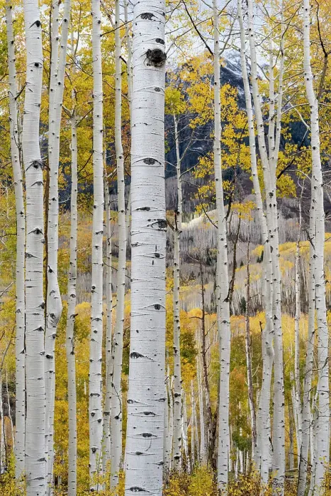 Framed Print : USA, Colorado. Light dappled Aspen forests, Kebler Pass, Gunnison National Forest Framed Print : USA, Colorado. Light dappled Aspen forests, Kebler Pass, Gunnison National Forest