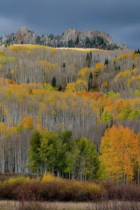 Framed Print : USA, Colorado. Light dappled Aspen forests, Kebler Pass, Gunnison National Forest