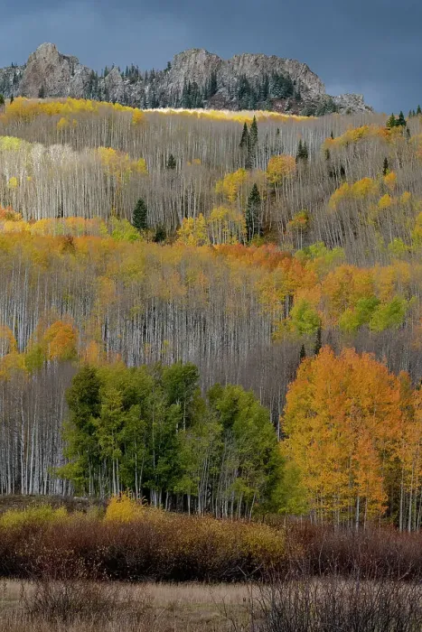 Framed Print : USA, Colorado. Light dappled Aspen forests, Kebler Pass, Gunnison National Forest