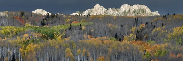 Framed Print : USA, Colorado. Light dappled Aspen forests, Kebler Pass, Gunnison National Forest Framed Print : USA, Colorado. Light dappled Aspen forests, Kebler Pass, Gunnison National Forest