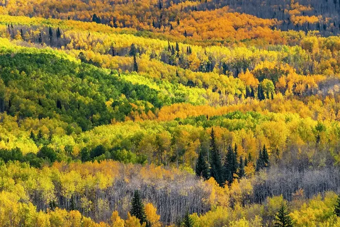 Framed Print : USA, Colorado. Light dappled Aspen forests, Kebler Pass, Gunnison National Forest