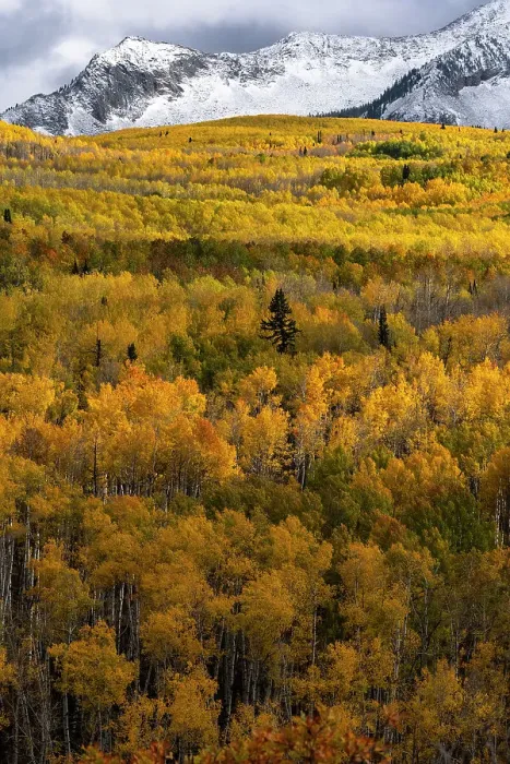 Framed Print : USA, Colorado. Light dappled Aspen forests, Kebler Pass, Gunnison National Forest Framed Print : USA, Colorado. Light dappled Aspen forests, Kebler Pass, Gunnison National Forest