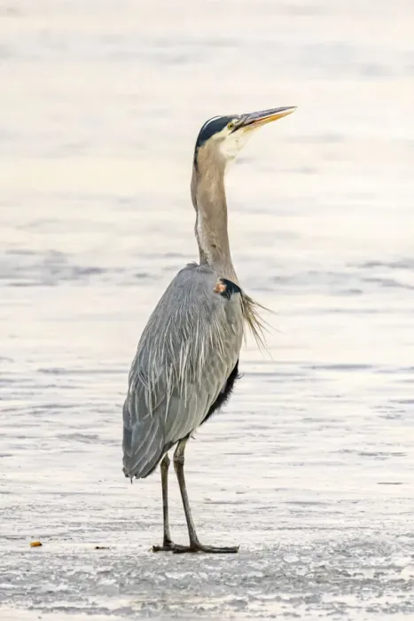 Framed Print : USA, Colorado, Longmont. Adult great blue heron swallowing fish Framed Print : USA, Colorado, Longmont. Adult great blue heron swallowing fish