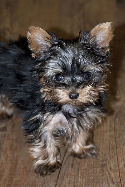 USA, Colorado, Longmont. Mixed breed puppy. Credit as: Marie Bush  /  Jaynes Gallery  /  DanitaDelimont