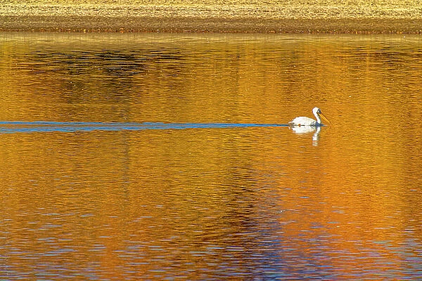 USA, Colorado, Loveland. American white pelican swims in Donath Lake