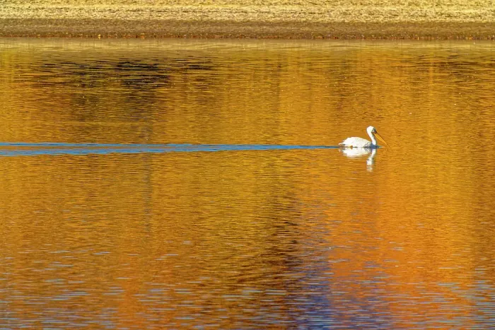 Framed Print : USA, Colorado, Loveland. American white pelican swims in Donath Lake Framed Print : USA, Colorado, Loveland. American white pelican swims in Donath Lake