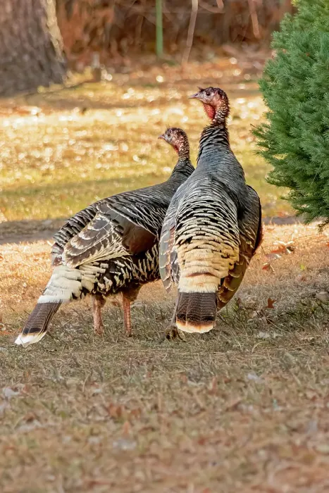 Framed Print : USA, Colorado, Loveland. Two female turkeys. Credit as Fred Lord / Jaynes Gallery / DanitaDelimont.com Framed Print : USA, Colorado, Loveland. Two female turkeys. Credit as Fred Lord / Jaynes Gallery / DanitaDelimont.com