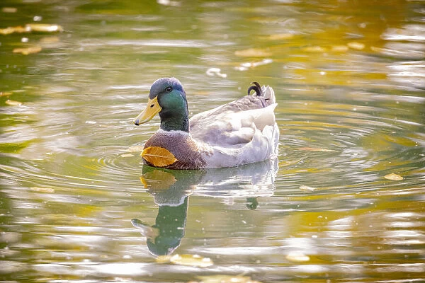 USA, Colorado, Loveland. Male mallard duck in water with leaf stuck to breast