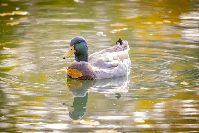 Framed Print : USA, Colorado, Loveland. Male mallard duck in water with leaf stuck to breast