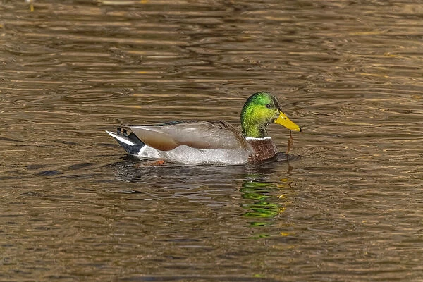 USA, Colorado, Loveland. Mallard duck male swimming in lake