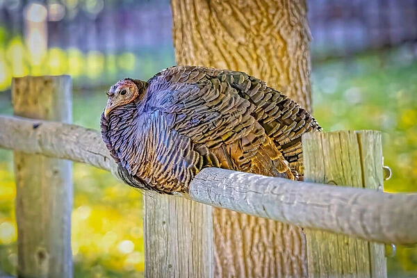 USA, Colorado, Loveland. Wild female turkey close-up