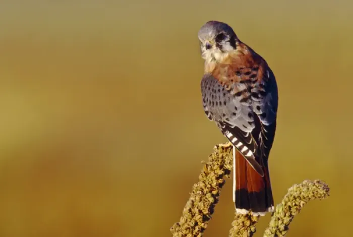 Framed Print : USA, Colorado, male American Kestrel (Falco sparverius) Framed Print : USA, Colorado, male American Kestrel (Falco sparverius)