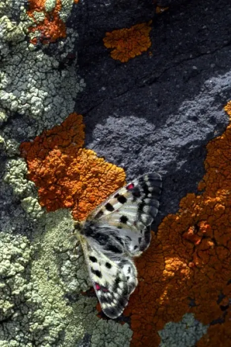 Framed Print : USA, Colorado. Mariposa butterfly on lichen-covered boulder in Rocky Mountains Framed Print : USA, Colorado. Mariposa butterfly on lichen-covered boulder in Rocky Mountains