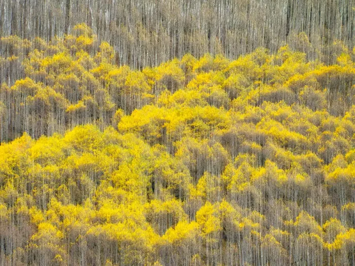 Framed Print : USA, Colorado, Maroon Bells-Snowmass Wilderness. Fall colors on Aspen trees Framed Print : USA, Colorado, Maroon Bells-Snowmass Wilderness. Fall colors on Aspen trees