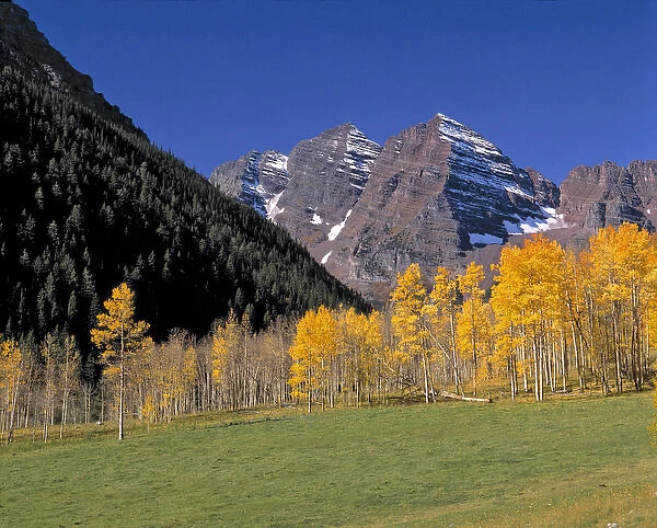 USA, Colorado, Maroon Bells. The vibrant gold of this aspen forest contrasts with a lapis sky