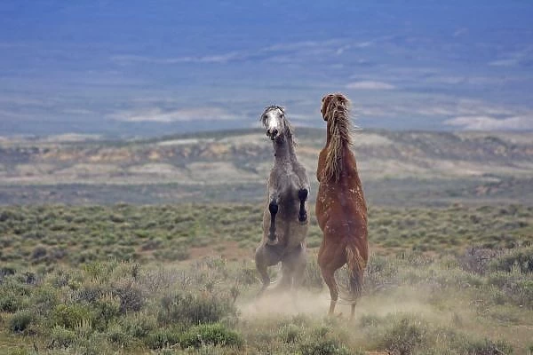 USA, Colorado, Moffat County. Two wild horses fighting