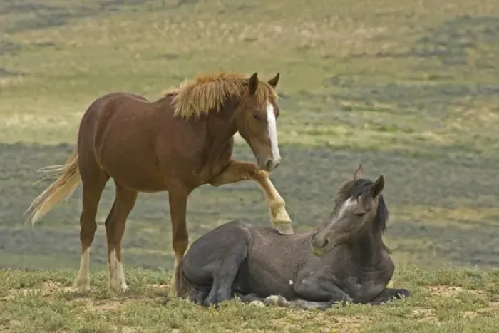 Framed Print : USA, Colorado, Moffat County. Young wild horse puts hoof an a reclining horse. Credit as Framed Print : USA, Colorado, Moffat County. Young wild horse puts hoof an a reclining horse. Credit as