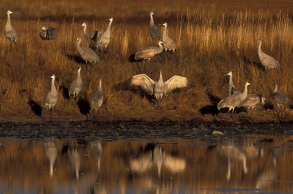 USA, Colorado, Monte Vista National Wildlife Refuge. A group of sandhill cranes