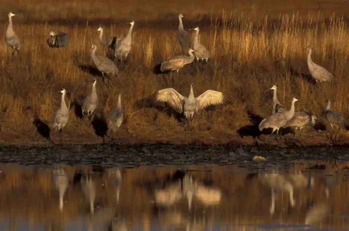 Framed Print : USA, Colorado, Monte Vista National Wildlife Refuge. A group of sandhill cranes Framed Print : USA, Colorado, Monte Vista National Wildlife Refuge. A group of sandhill cranes