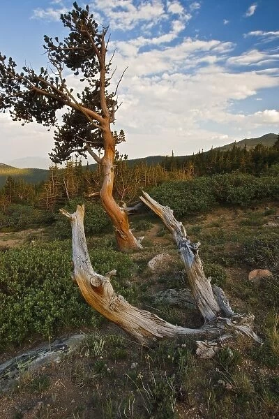 USA, Colorado, Mount Evans, Bristlecone Pine (Pinus longaeva) growing at timberline