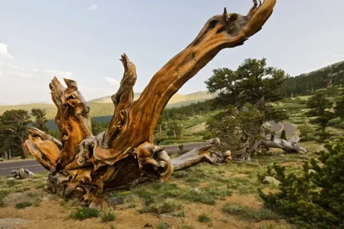 Framed Print : USA, Colorado, Mount Evans, Bristlecone Pine (Pinus longaeva) growing at timberline
