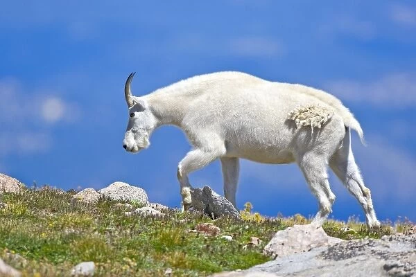 USA, Colorado, Mount Evans. Close-up of female mountain goat walking on ridgeFred J