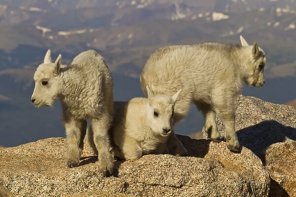 USA, Colorado, Mount Evans. Close-up of three mountain goat kids