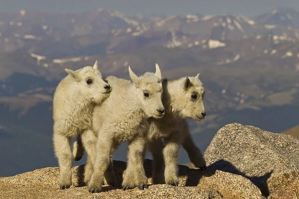 USA, Colorado, Mount Evans. Close-up of three mountain goat kids