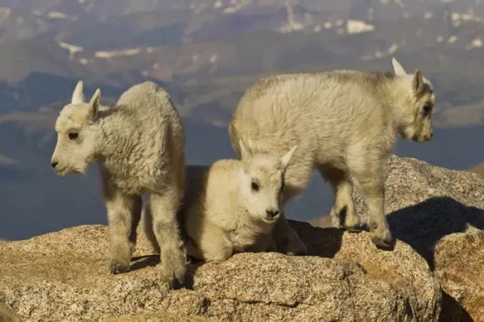 Framed Print : USA, Colorado, Mount Evans. Close-up of three mountain goat kids Framed Print : USA, Colorado, Mount Evans. Close-up of three mountain goat kids