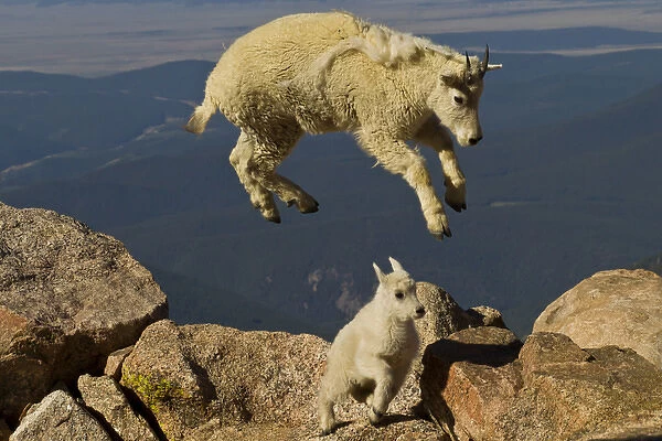 USA, Colorado, Mount Evans. Mountain goat yearling jumping over kid