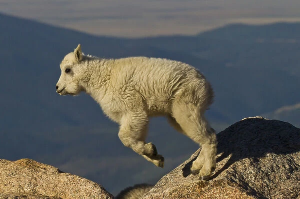 USA, Colorado, Mount Evans. Mountain goat kid jumping