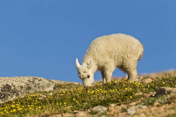 USA, Colorado, Mount Evans. Mountain goat kid feeding on wildflowers