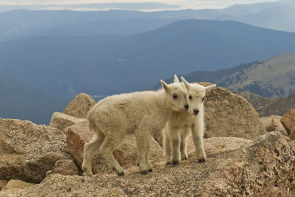 USA, Colorado, Mount Evans. Mountain goat kids on rock