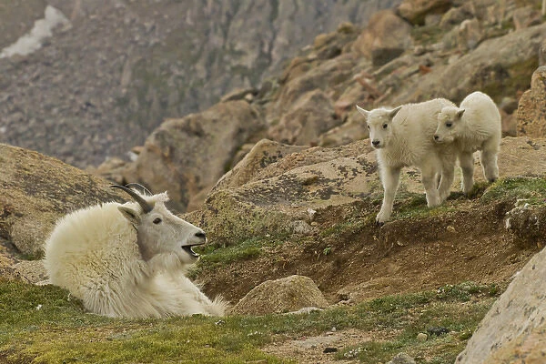 USA, Colorado, Mount Evans. Mountain goat kids and yawning nanny