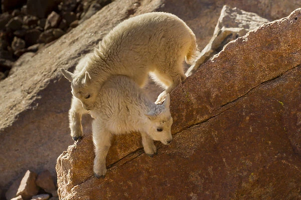 USA, Colorado, Mount Evans. Two mountain goat kids playing