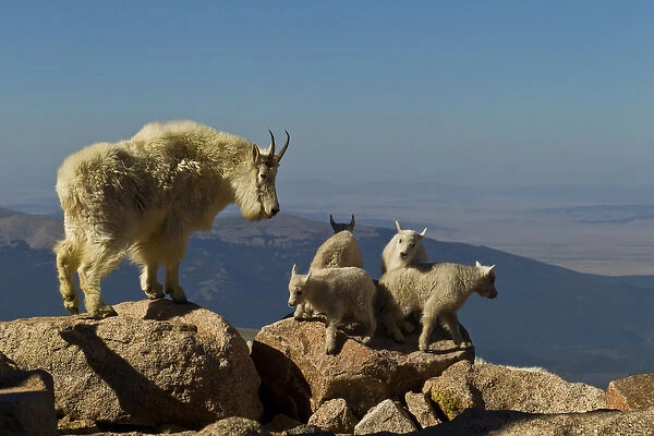USA, Colorado, Mount Evans. Mountain goat kids playing while nanny oversees. Credit as