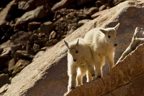 USA, Colorado, Mount Evans. Mountain goat kids playing on rock