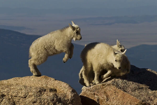USA, Colorado, Mount Evans. Mountain goat kids playing