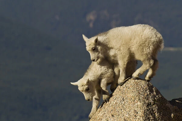 USA, Colorado, Mount Evans. Mountain goat kids climbing on rock