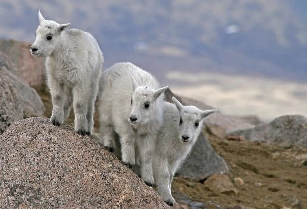 USA, Colorado, Mount Evans. Mountain goat kids playing King of the Boulder