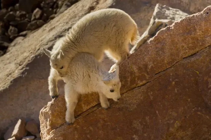 Framed Print : USA, Colorado, Mount Evans. Two mountain goat kids playing