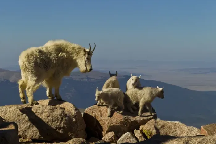 Framed Print : USA, Colorado, Mount Evans. Mountain goat kids playing while nanny oversees. Credit as Framed Print : USA, Colorado, Mount Evans. Mountain goat kids playing while nanny oversees. Credit as